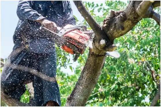 tree services Minnehaha